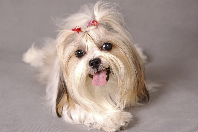 Pet-Friendly Retirement Communities In Asheboro, NC: Top 6 Benefits