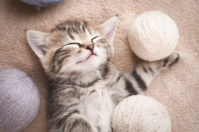 How Caring For Pets Can Help Dementia Patients In Memory Care