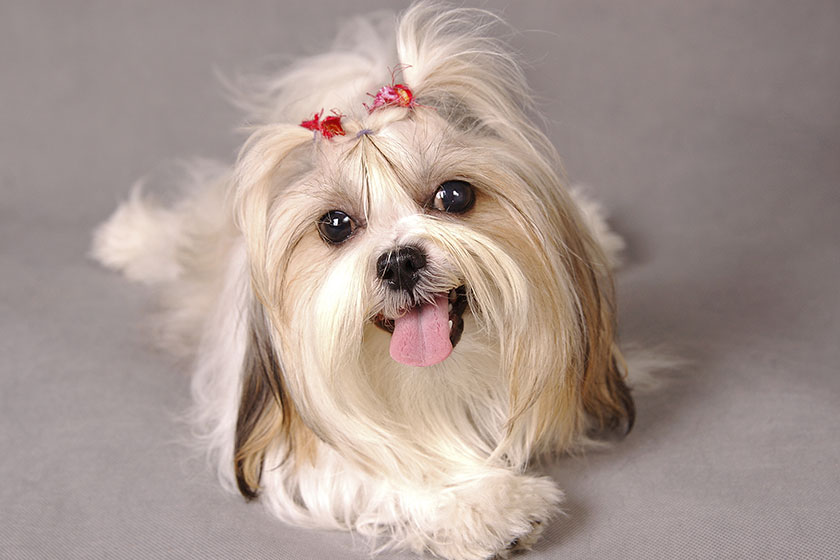 Pet-Friendly Retirement Communities In Lexington, NC: Top 6 Benefits